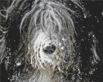 (image for) Snow Bearded Collie